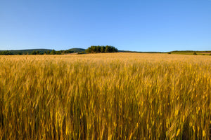 einkorn wheat field