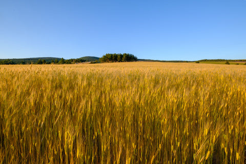 Stomach Aches? Can't Eat Gluten? Try Einkorn