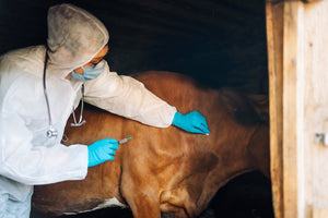 You're Buying Fish Chicken and Meat that are Vaccinated Medicated and Sick