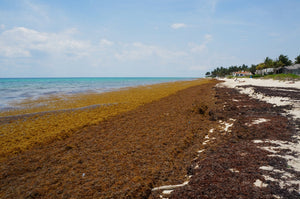 Our Oceans are a toxic acidic Soup: Read this before you eat 