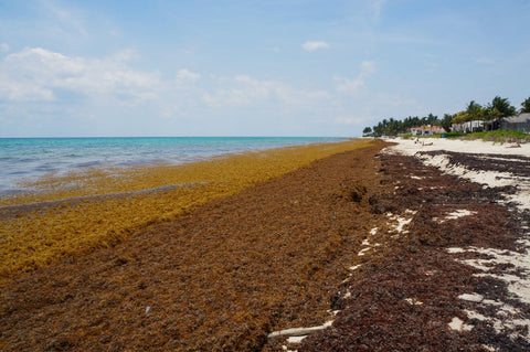 Our Oceans are a toxic acidic Soup: Read this before you eat 