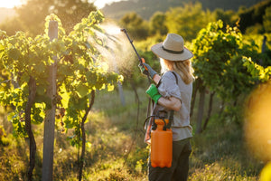 The bold truth about Wine: Why Sulfites are added to most Wines